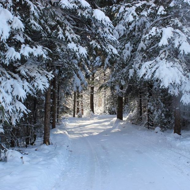 Skating Through The Forest In The Heart Of Lac Des Loups