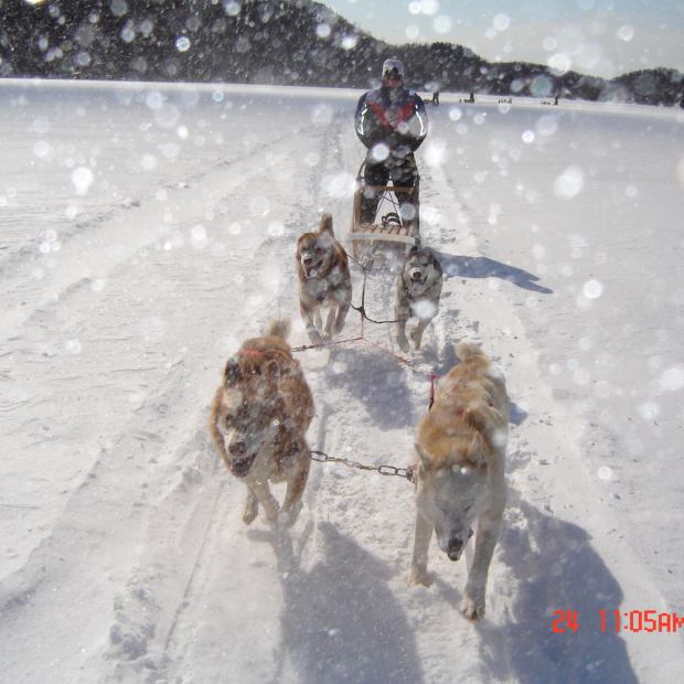 Chiens Traîneaux Petite Nation Tourisme Outaouais