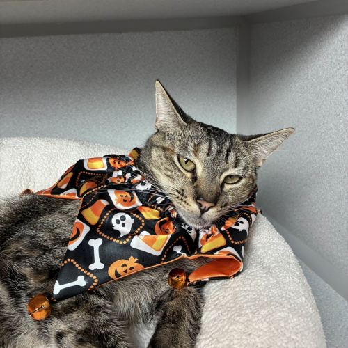 Pet Image