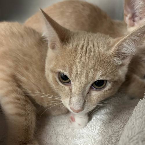 Pet Image