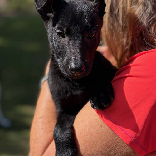 Pet Image