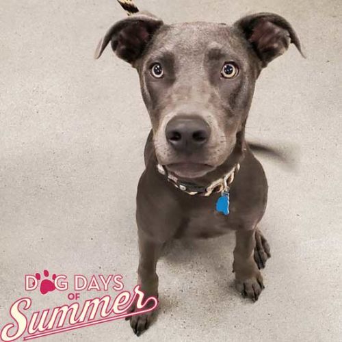 San Diego Dog & Puppy Adoption HWAC