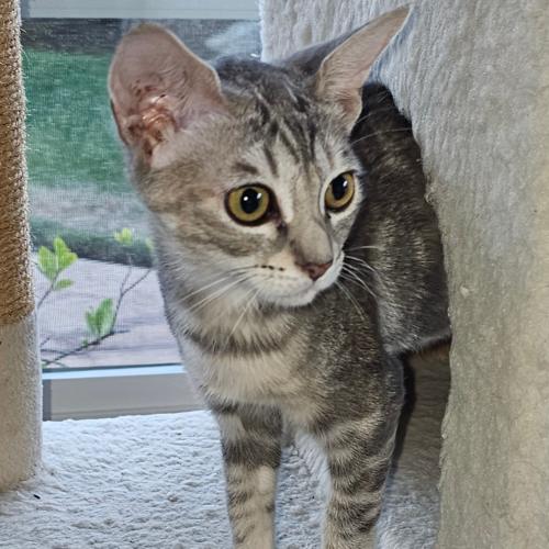 Pet Image
