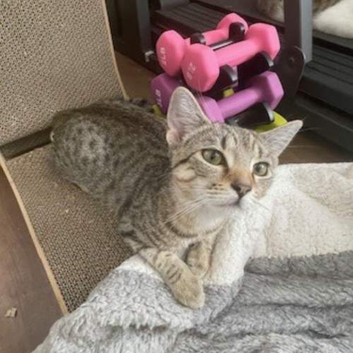 Pet Image