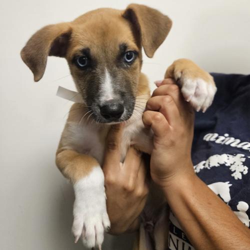 Pet Image