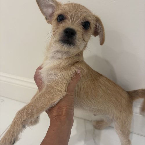 Pet Image