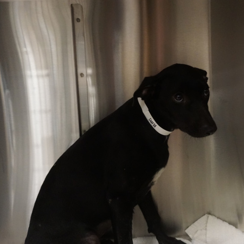 Pet Image