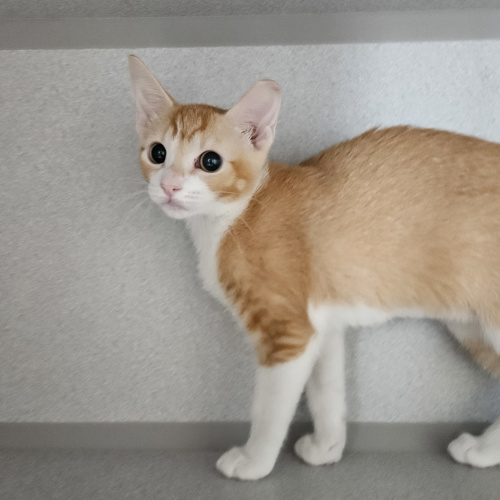 Pet Image