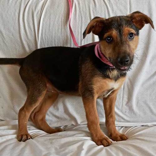 Dogs and Puppies for Adoption in San Diego Helen Woodward Animal Center