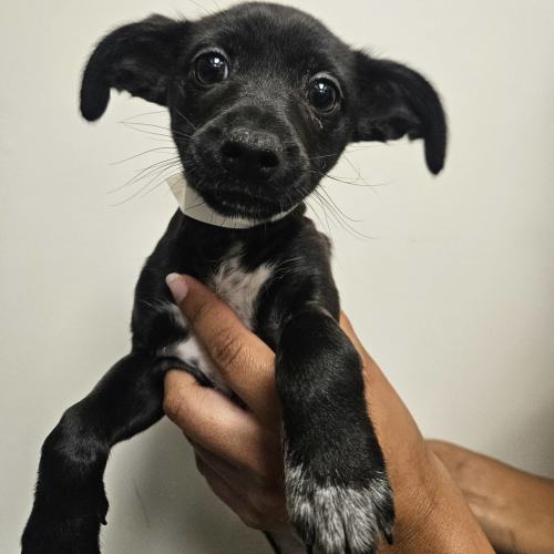 Pet Image