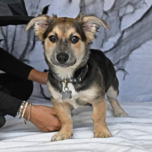 Pet Image