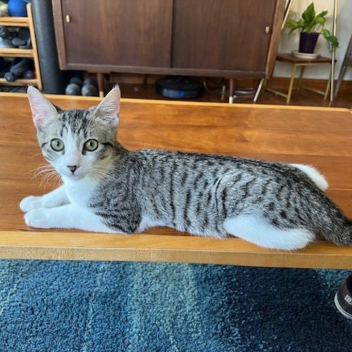 Pet Image