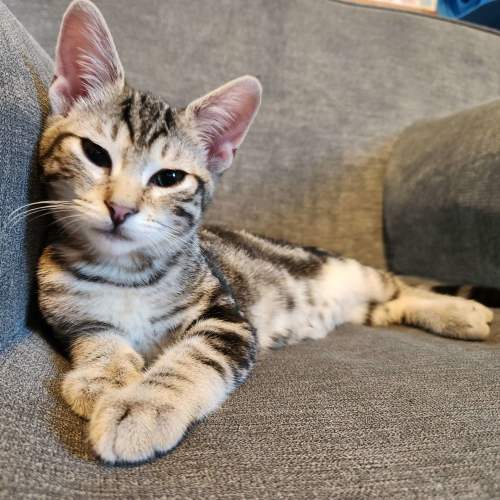 Pet Image