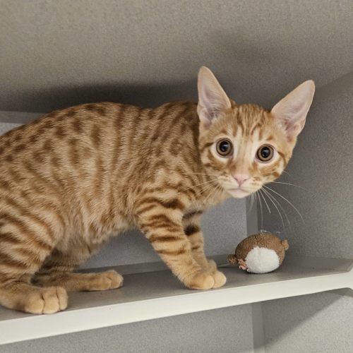 Pet Image