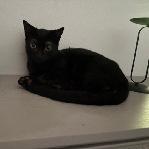 Pet Image