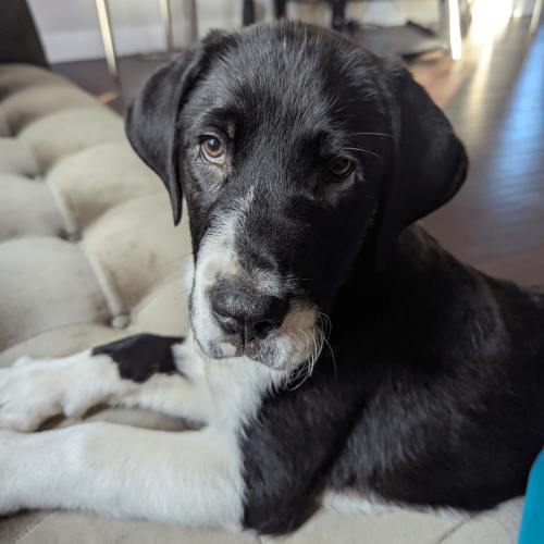 Pet Image