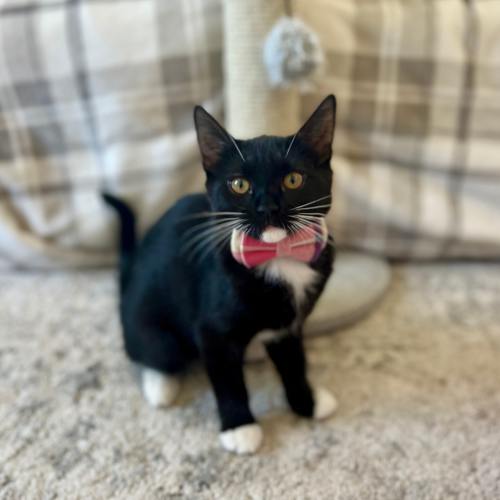 Pet Image