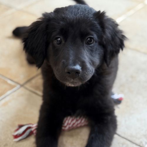 Pet Image