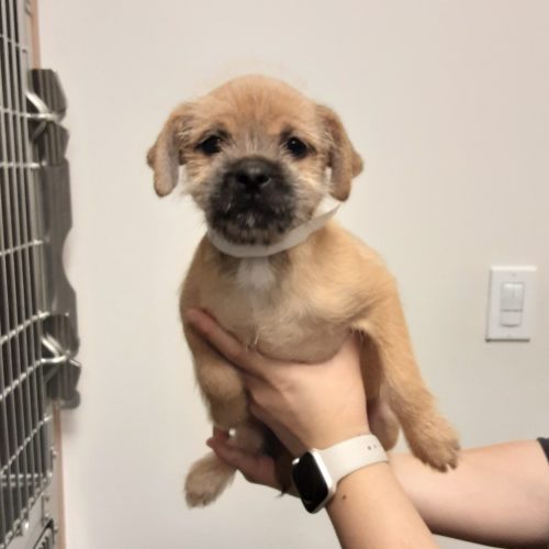Pet Image