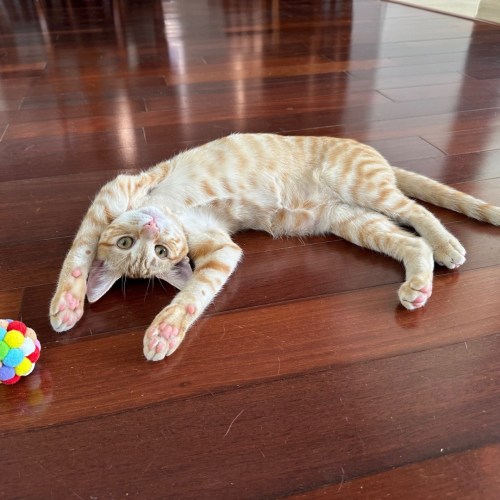 Pet Image