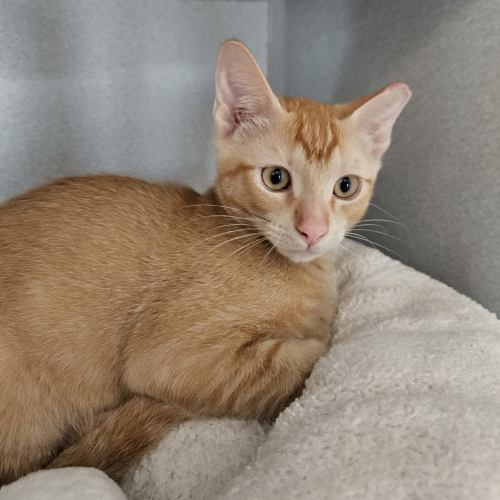 Pet Image
