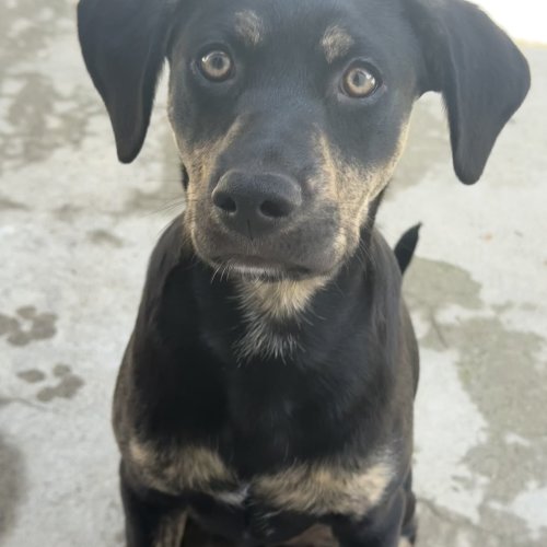 Pet Image