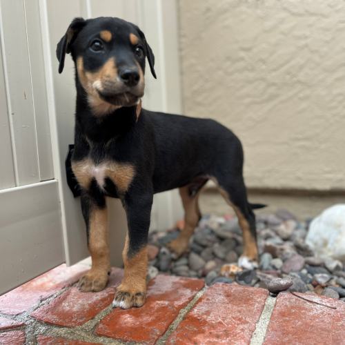 Pet Image