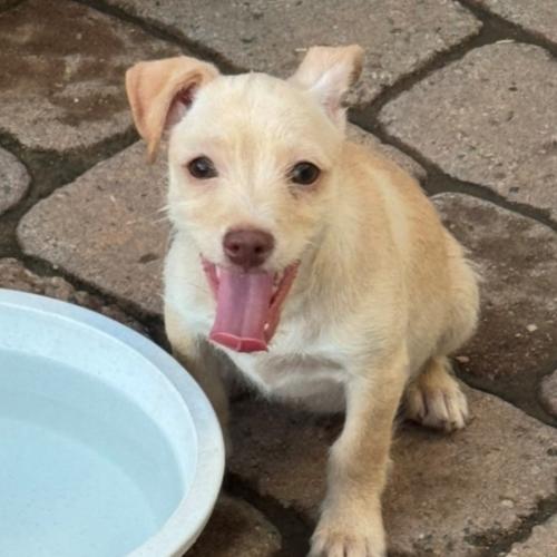 Pet Image