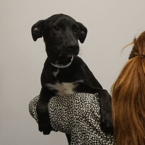 Pet Image