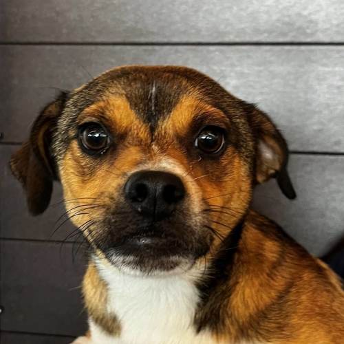 Pet Image