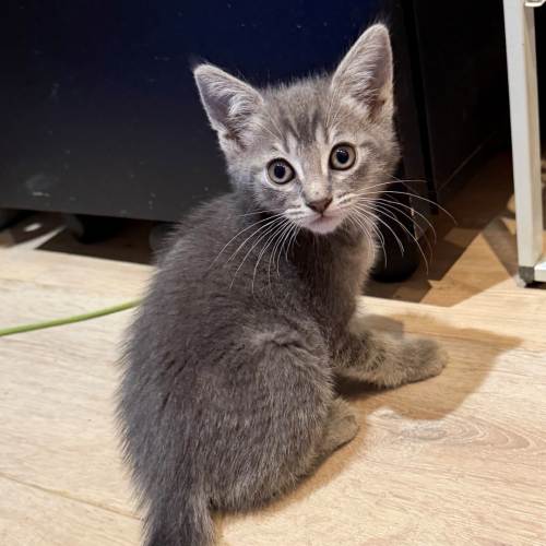 Pet Image