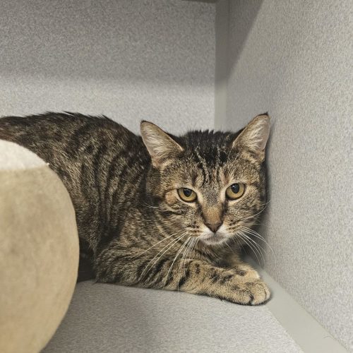 Pet Image