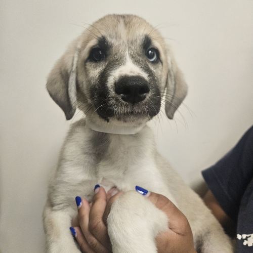 Pet Image