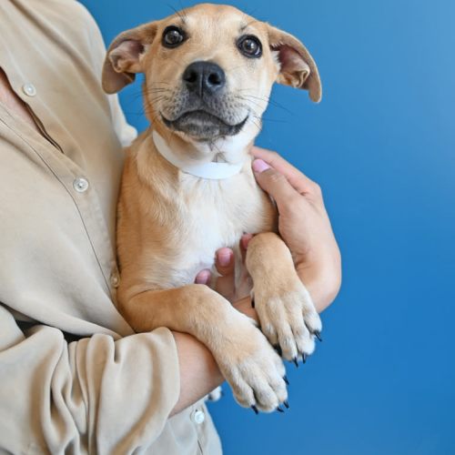 Pet Image