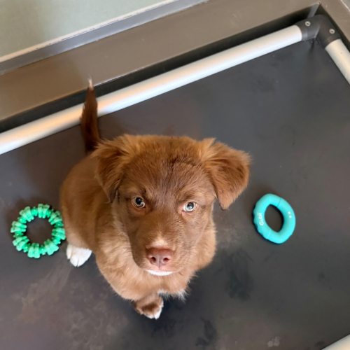 Pet Image