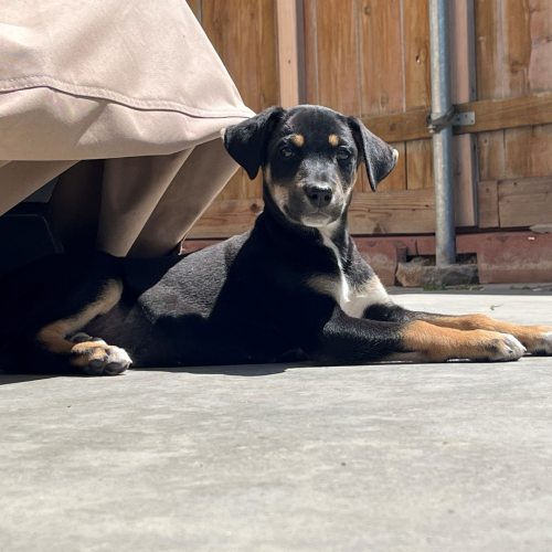 Pet Image