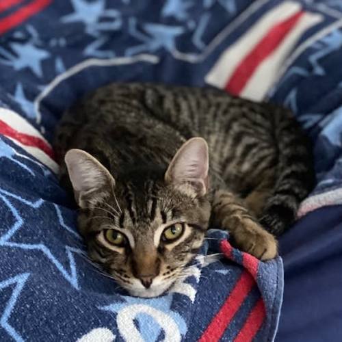 Cat & Kittens for Adoption in San Diego Helen Woodward Animal Center