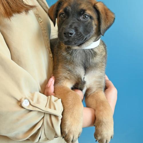 Pet Image