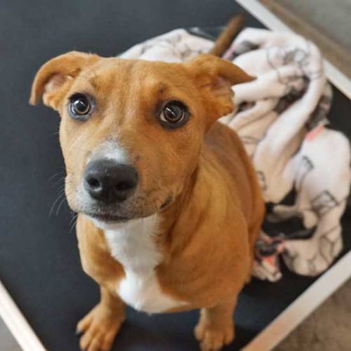 Pet Image