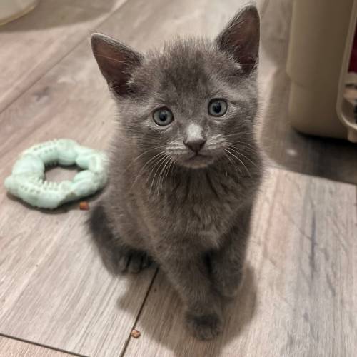 Pet Image