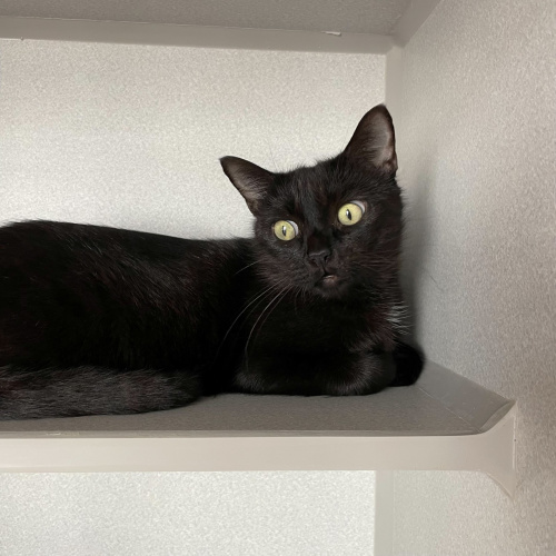Pet Image