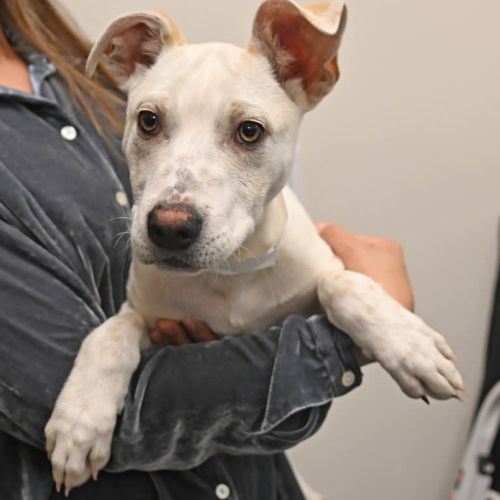 Pet Image