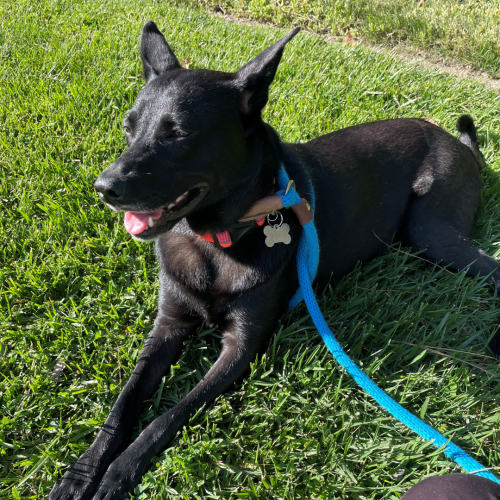 Pet Image