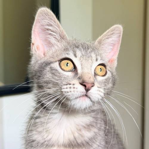 Pet Image