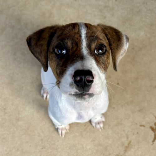 Pet Image