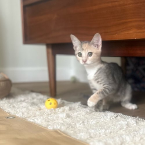 Pet Image