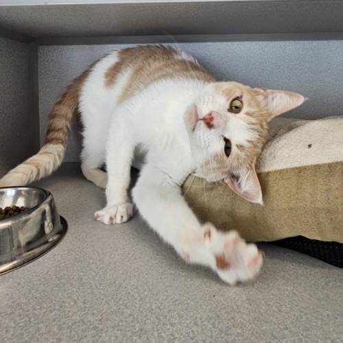 Pet Image