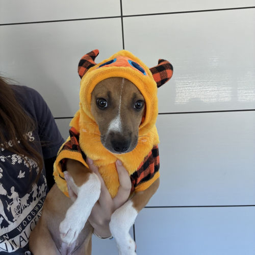 Pet Image