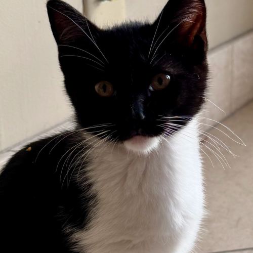 Pet Image