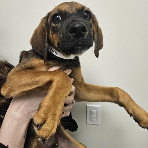 Pet Image